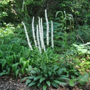 5 False Unicorn Plants Chamaelirium Luteum Bare Root Native Wildflower - Image 7