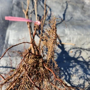 5 Flowering Almond Bare Root Plants - 6-12