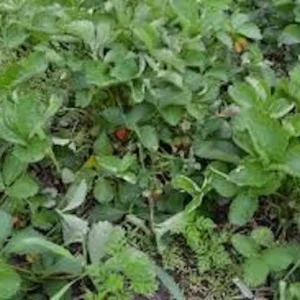 5 Fort Laramie Strawberry Bare Roots - Everbearing, Cold Hardy, USDA Zones 3-9 - Image 4