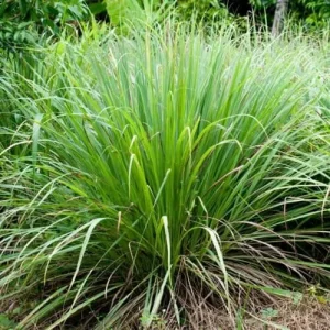 5 Fresh Lemongrass Stalks – Live Plant – Citronella Lemongrass – Easy Grow - Image 2