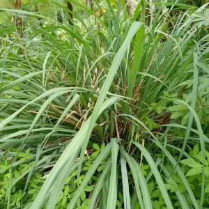 5 Fresh Lemongrass Stalks – Live Plant – Citronella Lemongrass – Easy Grow - Image 3