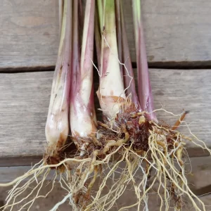 5 Fresh Lemongrass Stalks – Live Plant – Citronella Lemongrass – Easy Grow - Image 1