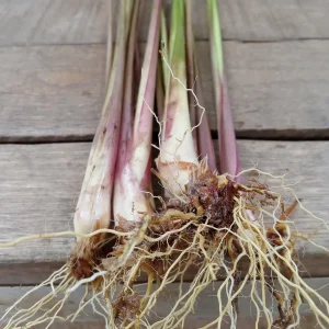 5 Fresh Lemongrass Stalks – Live Plant – Citronella Lemongrass – Easy Grow - Image 4