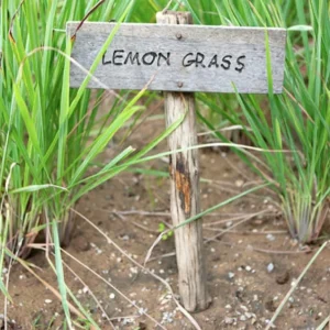 5 Fresh Lemongrass Stalks – Live Plant – Citronella Lemongrass – Easy Grow - Image 5