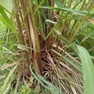 5 Fresh Lemongrass Stalks – Live Plant – Citronella Lemongrass – Easy Grow - Image 6