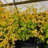 5 Ginkgo Biloba Trees Bareroot – 4-6" Tall – Zones 3-8 – Outdoor - Image 1