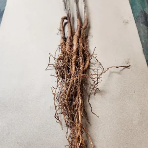 5 Ginkgo Biloba Trees Bareroot – 4-6