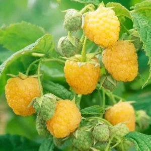 5 Golden Anne Raspberry Starter Plug - Everbearing Yellow Raspberry Plant - Image 2