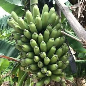 5 Goldfinger Banana Starter Plugs FHIA-01 Live Plant Disease Resistant - Image 3