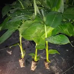 5 Goldfinger Banana Starter Plugs FHIA-01 Live Plant Disease Resistant - Image 4