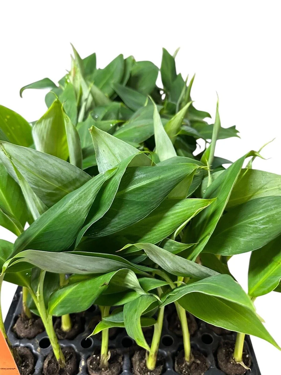 5 Gran Nain Banana Tree Starter Plants - Dwarf Variety Live Plant - Image 2