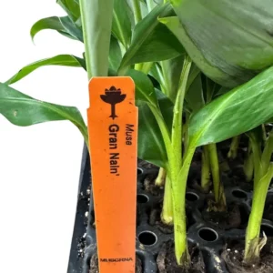 5 Gran Nain Banana Tree Starter Plants - Dwarf Variety Live Plant - Image 3