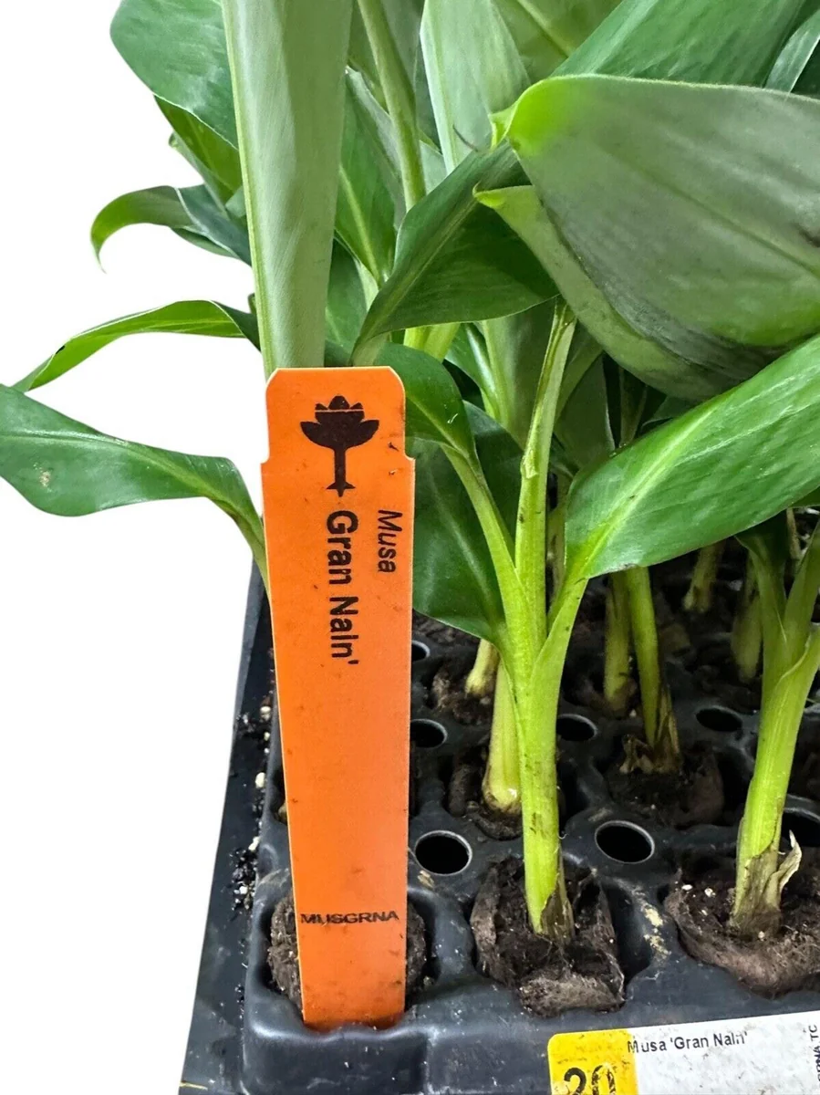 5 Gran Nain Banana Tree Starter Plants - Dwarf Variety Live Plant - Image 3