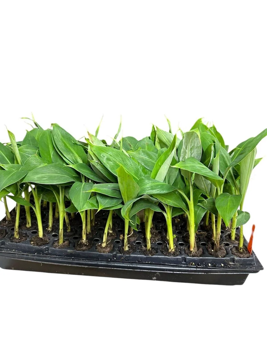 5 Gran Nain Banana Tree Starter Plants - Dwarf Variety Live Plant - Image 4