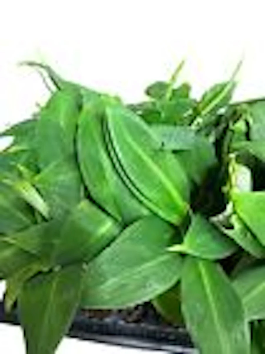 5 Gran Nain Banana Tree Starter Plants - Dwarf Variety Live Plant - Image 5