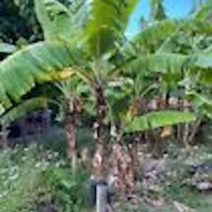 5 Gran Nain Banana Tree Starter Plants - Dwarf Variety Live Plant - Image 6