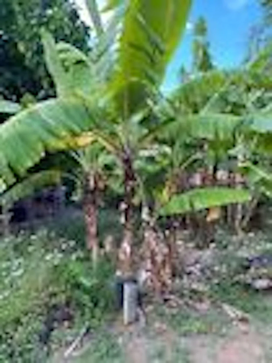 5 Gran Nain Banana Tree Starter Plants - Dwarf Variety Live Plant - Image 6