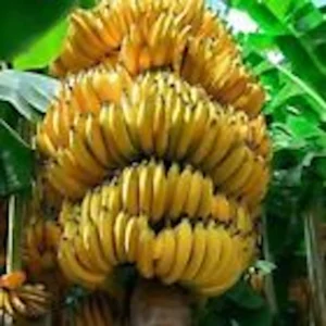 5 Gran Nain Banana Tree Starter Plants - Dwarf Variety Live Plant - Image 7