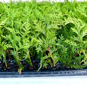 5 Green Giant Arborvitae Live Plants - 6-12 inch Bareroot Evergreen Privacy Tree - Image 1