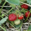 5 Guardian Strawberry Bare Roots - Fragaria x ananassa - High Yield - Image 1