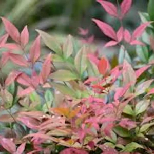 5 Gulf Stream Heavenly Bamboo Starter Live Plants, 6-12in Tall Bare Root, Outdoor Shrub - Image 4