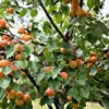 5 Hardy Apricot Tree Prunus armeniaca Fruit Live Starter Plants - Outdoor - Image 1