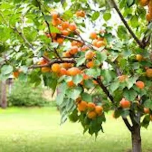 5 Hardy Apricot Tree Prunus armeniaca Fruit Live Starter Plants - Outdoor - Image 3