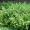 5 Hay Scented Fern Bare Roots - Dennstaedtia punctilobula Perennial Outdoor Plant - Image 1