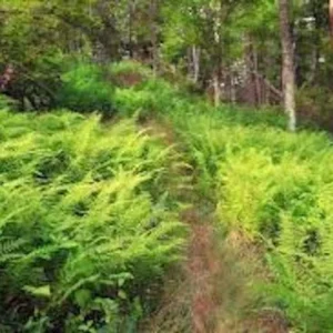 5 Hay Scented Fern Bare Roots - Dennstaedtia punctilobula Perennial Outdoor Plant - Image 7