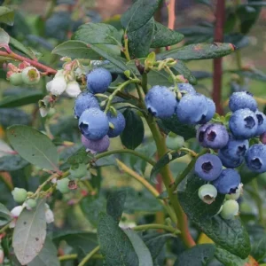 5 Heintooga Blueberry Starter Plug Plants - Vaccinium formosum x - USDA Zones 4-10 - Image 1