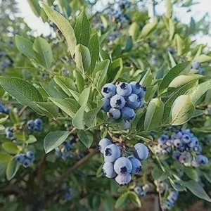 5 Heintooga Blueberry Starter Plug Plants - Vaccinium formosum x - USDA Zones 4-10 - Image 4