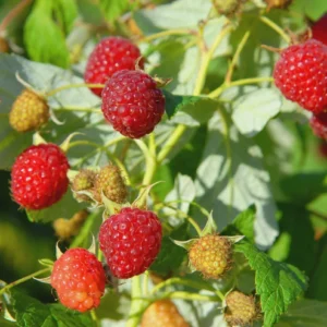 5 Heritage Red Raspberry Starter Plug - Rubus idaeus - Live Bare Root Plant - Image 5