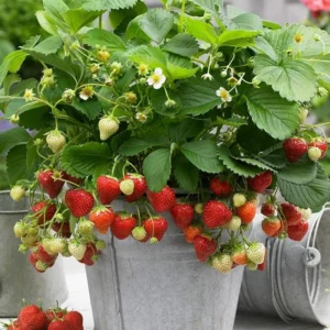 5 Honeoye Strawberry Bare Roots - Fragaria - June-Bearing, Hardy - Image 3