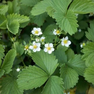 5 Honeoye Strawberry Bare Roots - Fragaria - June-Bearing, Hardy - Image 6