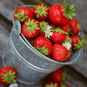 5 Honeoye Strawberry Plants – June Bearing, Winter Hardy Bare Root Plants - Image 1