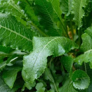 5 Horseradish Plant Bare Roots - Armoracia rusticana - Hardy Perennial - Image 7