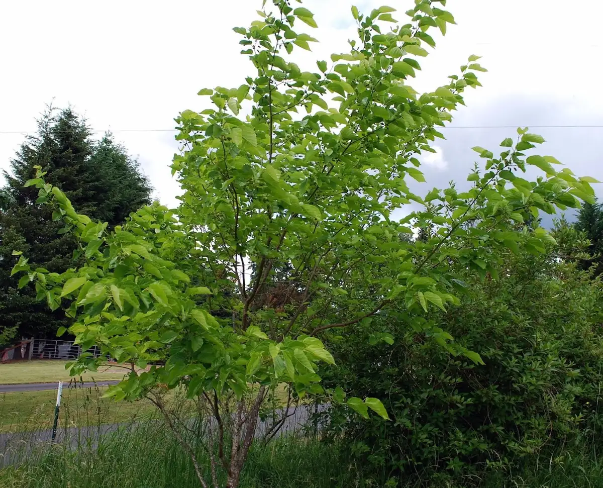 5 Illinois Everbearing Mulberry Tree Starter Plant - Cold Hardy Fruit - Image 2