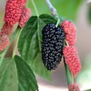 5 Illinois Everbearing Mulberry Tree Starter Plant - Cold Hardy Fruit - Image 3