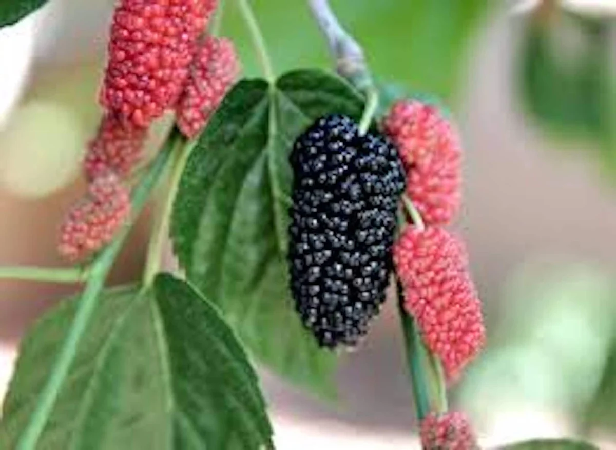 5 Illinois Everbearing Mulberry Tree Starter Plant - Cold Hardy Fruit - Image 3