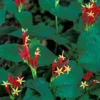 5 Indian Pinkroot Bare Root Plants Spigelia Marilandica Native Perennial Wildflower - Image 1