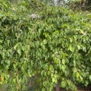 5 Issai Hardy Kiwi Plant - Self-Pollinating Fruit Starter Vine - Live Plant - Image 2