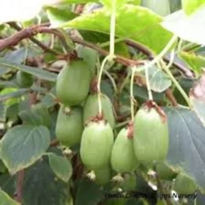5 Issai Hardy Kiwi Plant - Self-Pollinating Fruit Starter Vine - Live Plant - Image 3