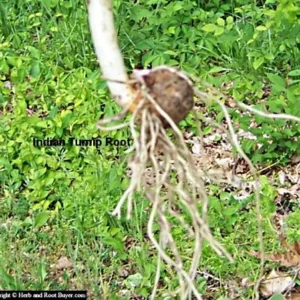 5 Jack In The Pulpit Plants - Arisaema Triphyllum Native Wildflower Bare Root - Image 5