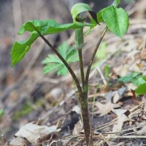 5 Jack In The Pulpit Plants - Arisaema Triphyllum Native Wildflower Bare Root - Image 8