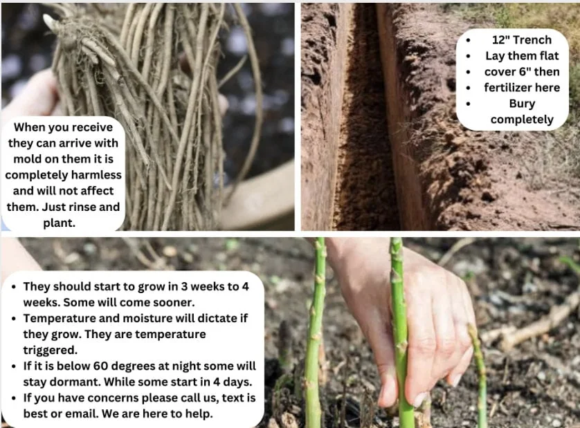 5 Jersey Knight Asparagus Crowns - 2 Year Bare Root Plants - Cold Hardy - Image 4