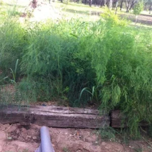 5 Jersey Supreme Asparagus Bare Roots - All-Male Hybrid, High Yield - Image 2