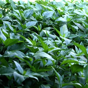 5 Jerusalem Artichoke Tubers for Planting - Helianthus tuberosus - Vegetable - Image 4