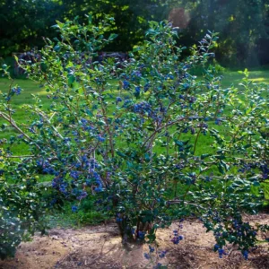 5 Jewel Blueberry Live Plant - Vaccinium corymbosum Starter Plug - Southern Highbush - Image 7