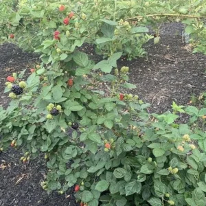 5 Kiowa Blackberry Starter Plug - Live Plant - Large, Sweet Berries - Zones 6-9 - Image 3