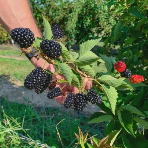 5 Kiowa Blackberry Starter Plug - Live Plant - Large, Sweet Berries - Zones 6-9 - Image 1